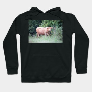 Brown Cow Nibbling On Wildflowers Hoodie